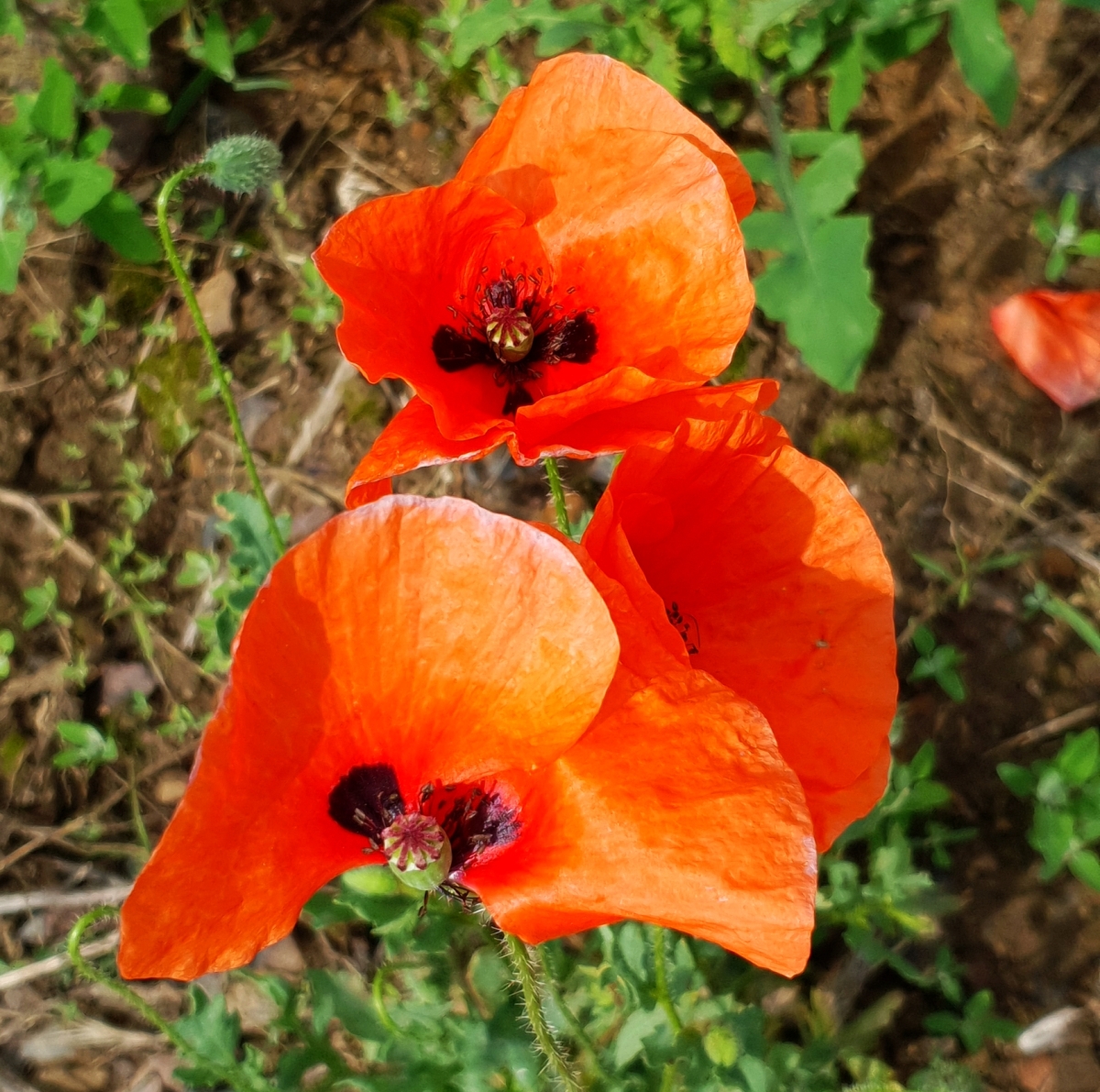 Dürfen Kleinkinder Mohn Essen Quotes Trending