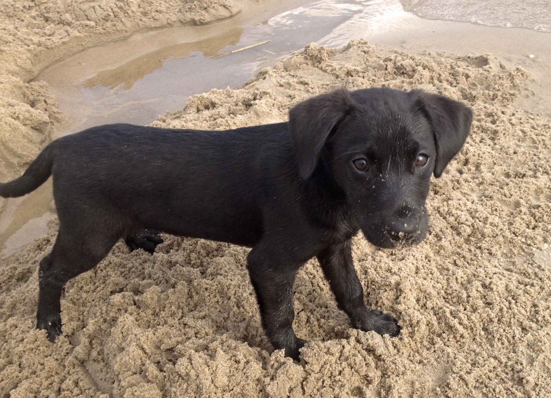 Ein Labradorwelpe buddelt am Sand an der Elbe