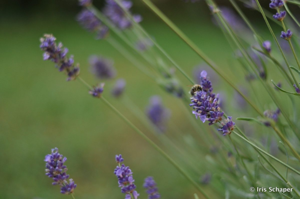 Duftender Lavendel