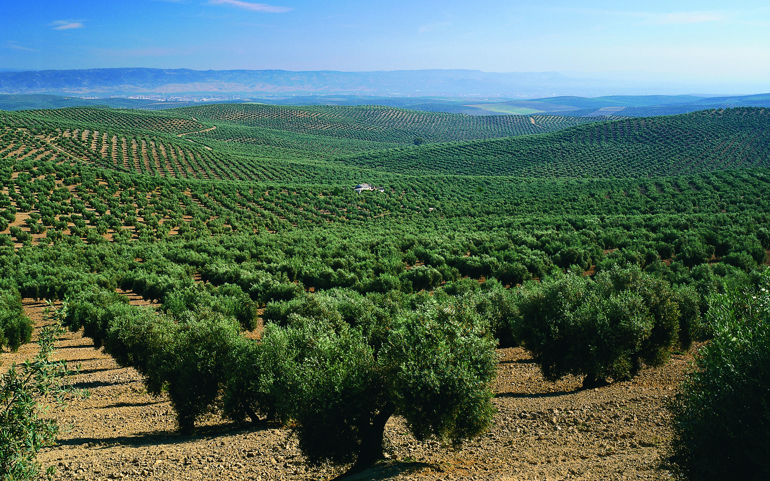 Andalusien: Mit Leidenschaft und Oliven in Jen -